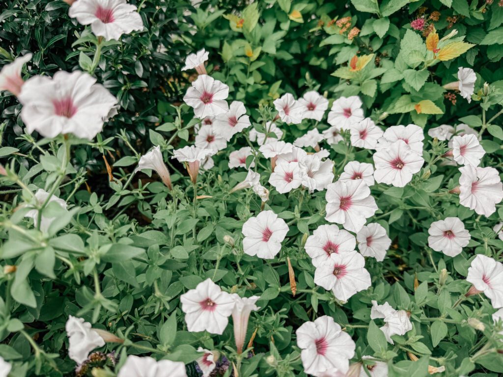 moon garden petunia
