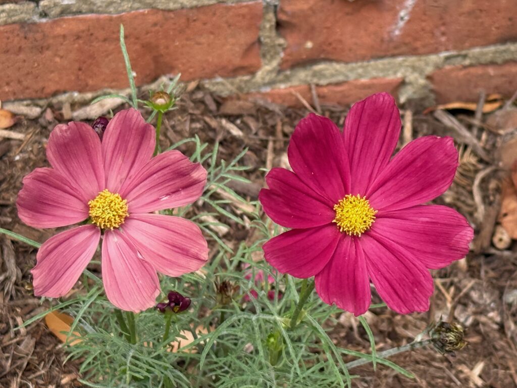 how to press flowers