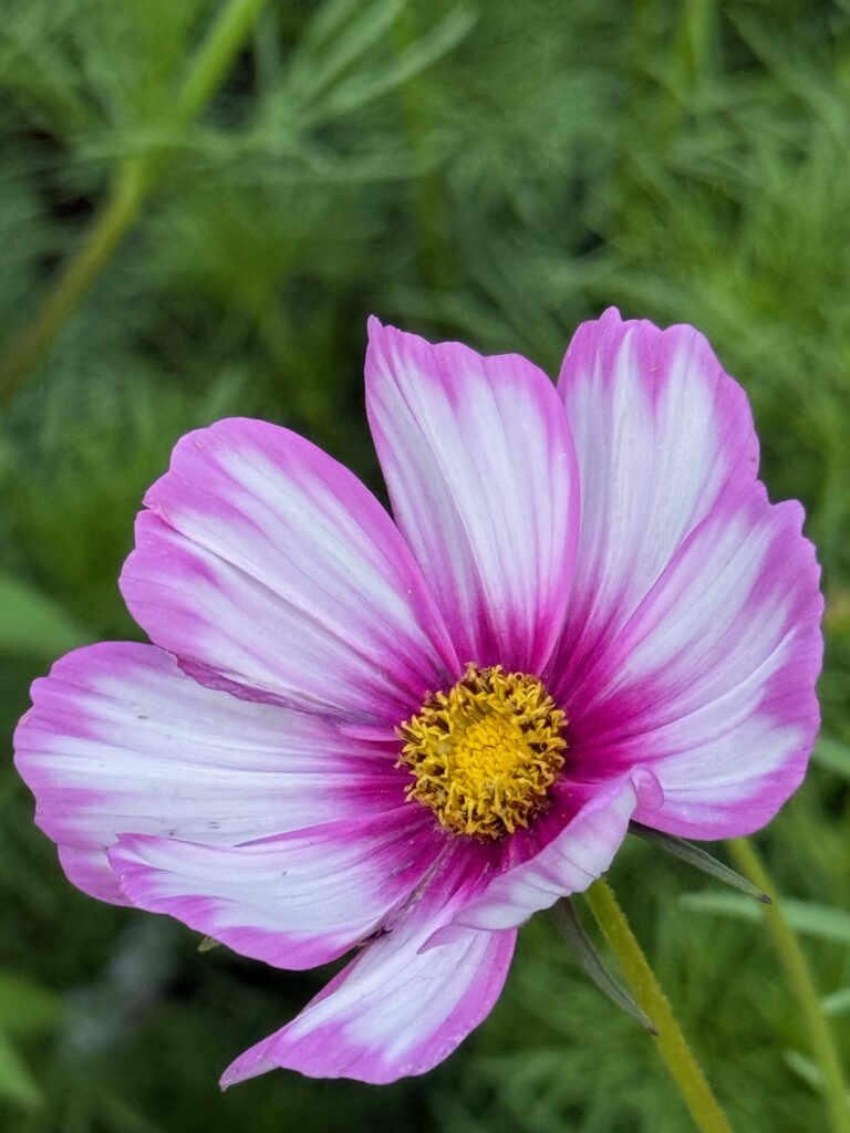 how to press flowers