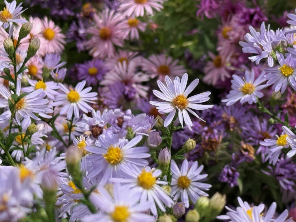 how to press flowers