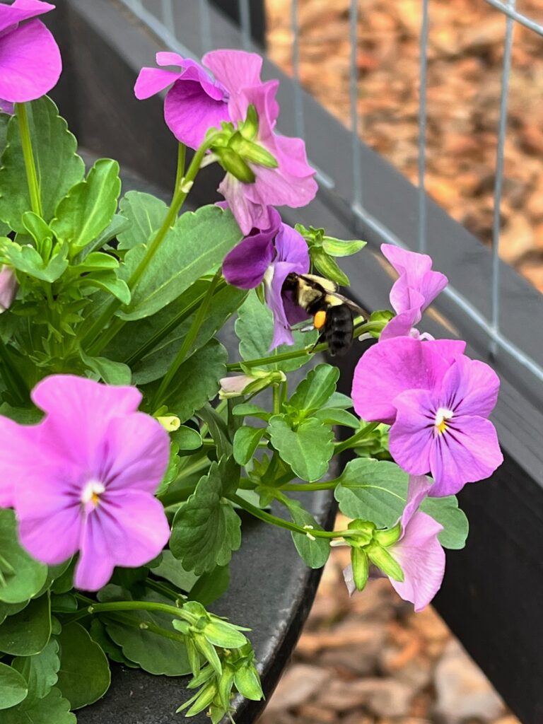 how to press flowers