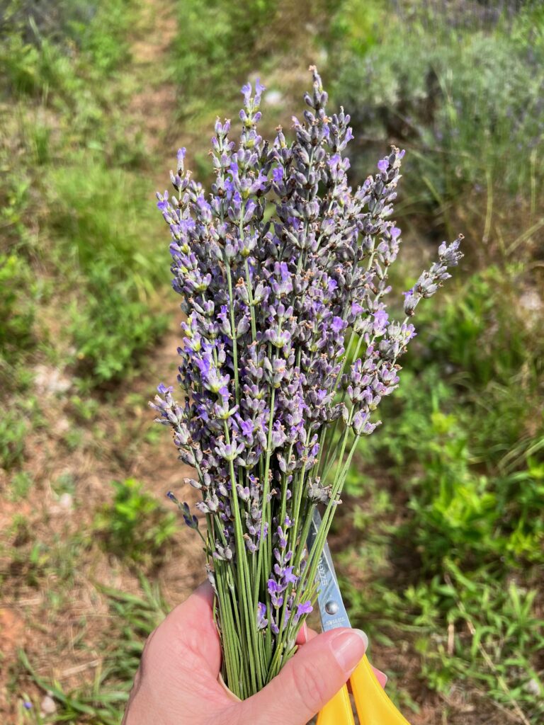how to press flowers