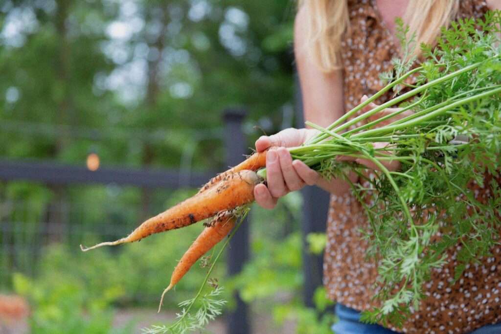 harvested carrots