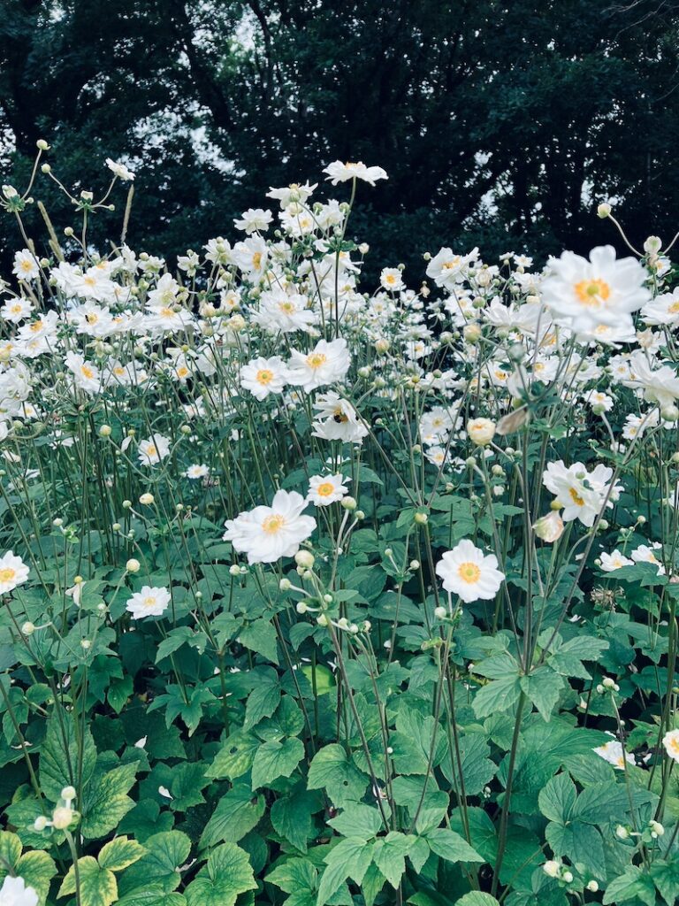 white anemones in moonlight
