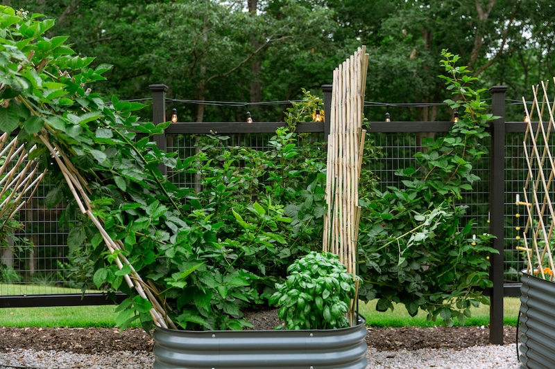 blackberry vine vego bed