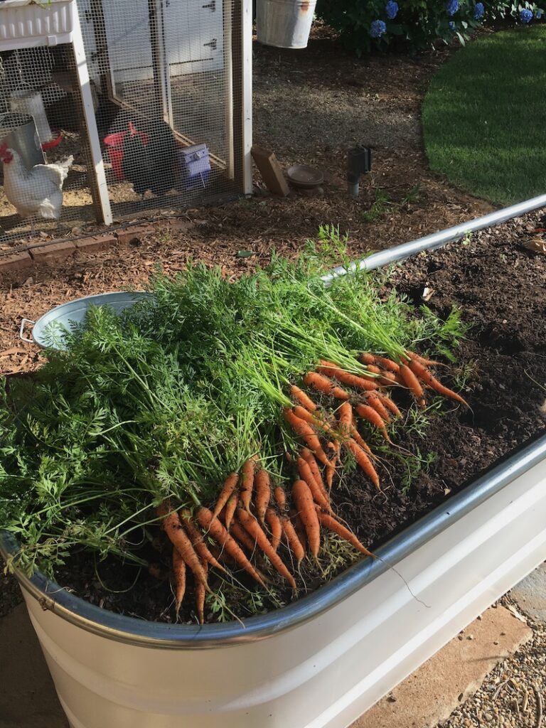 galvanized stock tank planter carrots