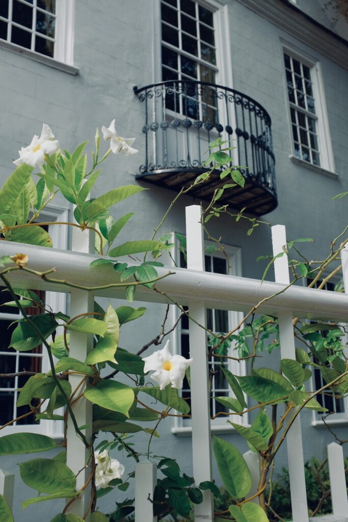 charleston white flower climber