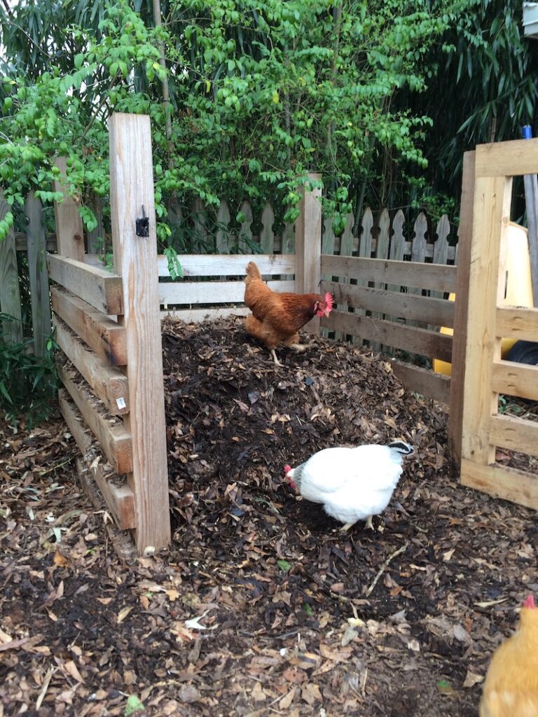 chickens in compost pile