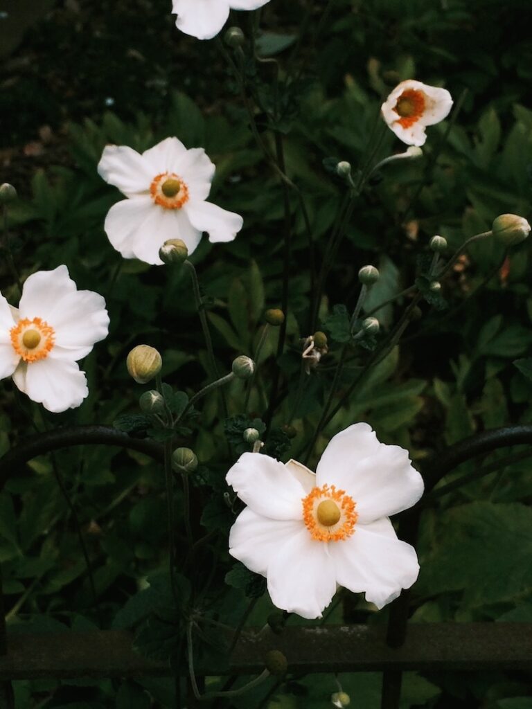 anemones