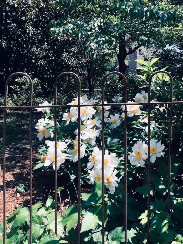 moon garden peonies
