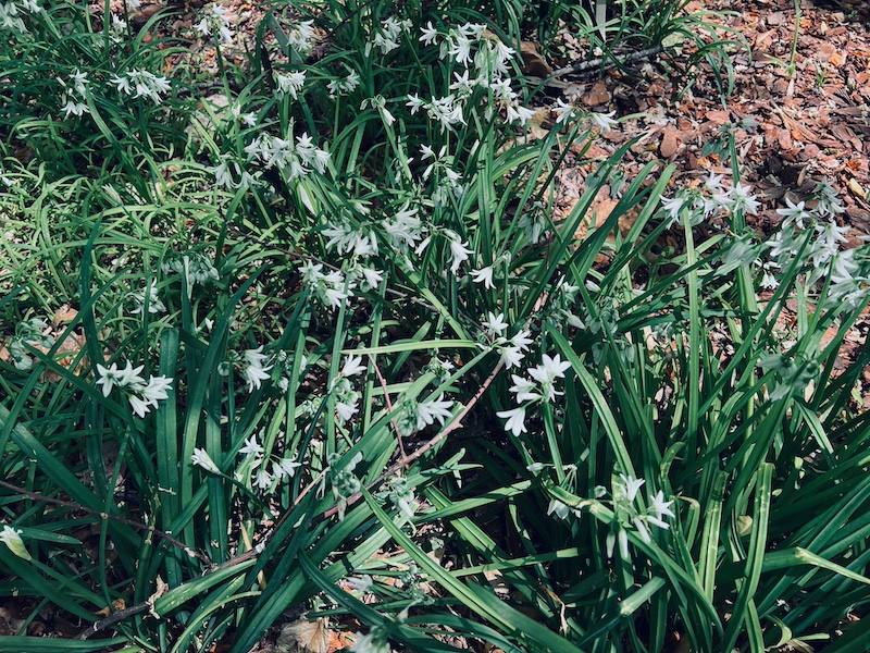 white blooming bulbs in moon garden
