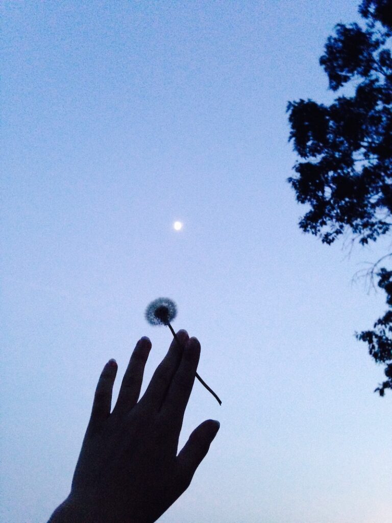 moonlight flower