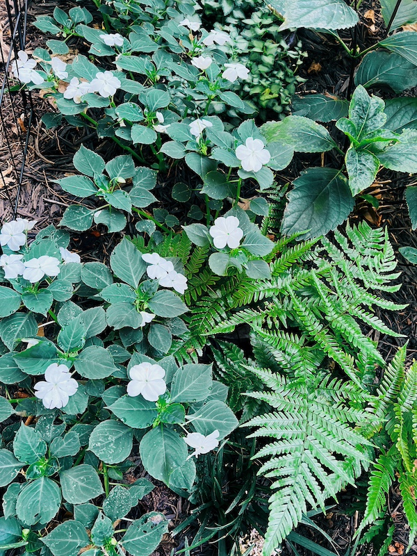moon garden impatiens