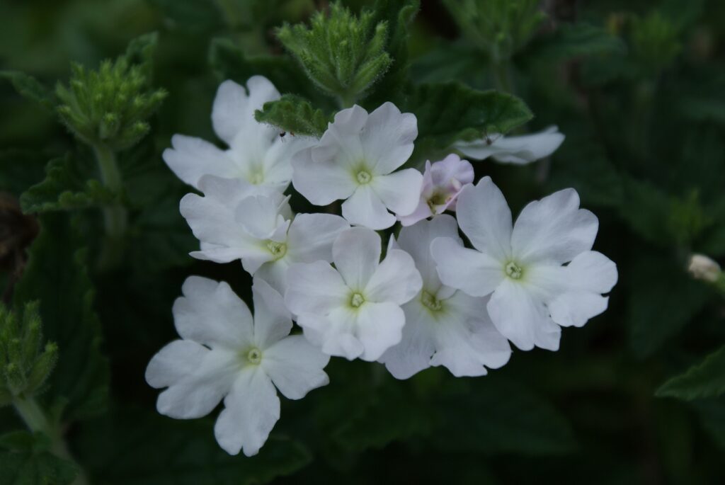 moon garden verbena