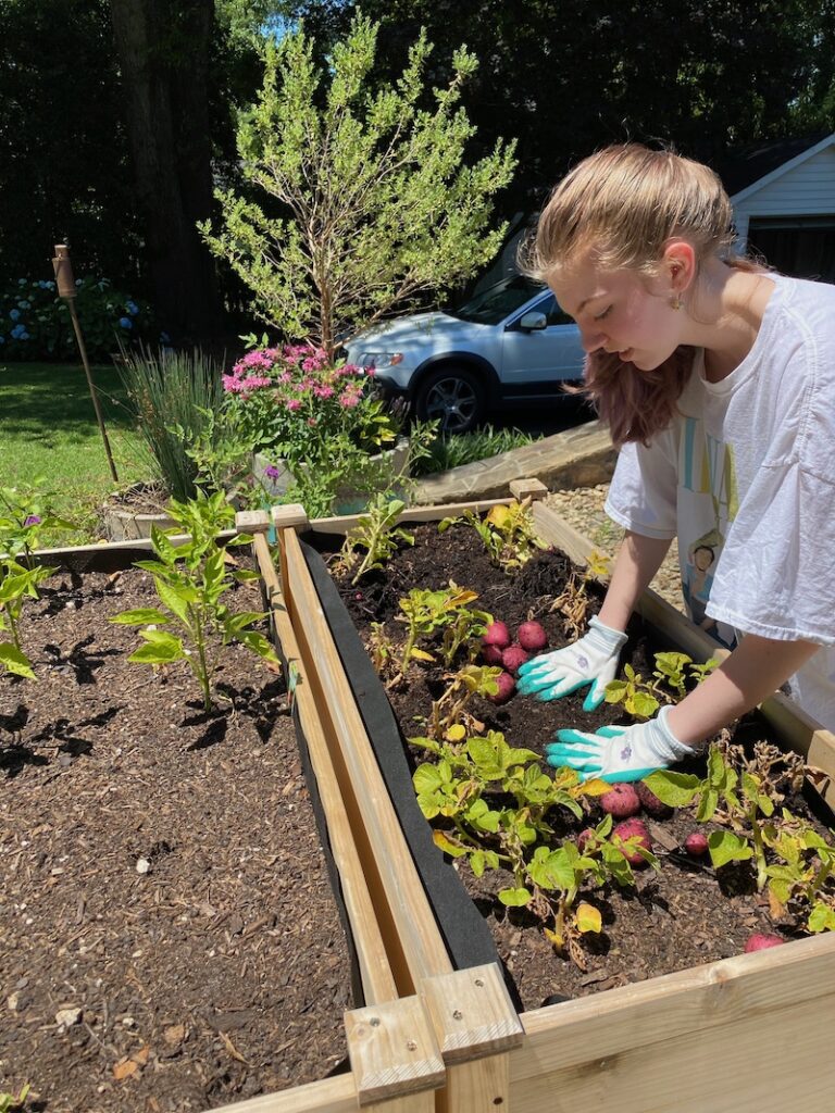 raised planter