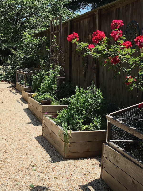 cedar raised bed