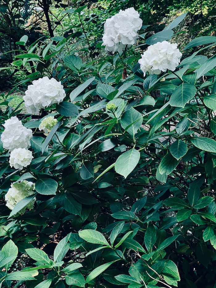 white hydrangeas in moon garden