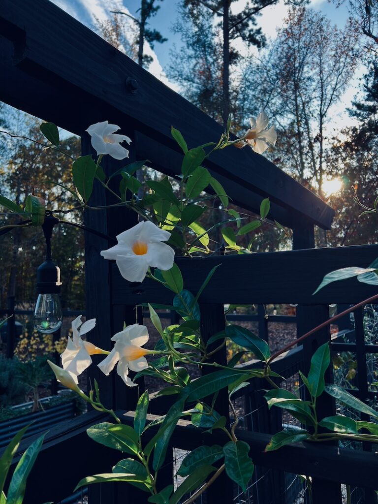 moon garden white mandevilla on black arbor