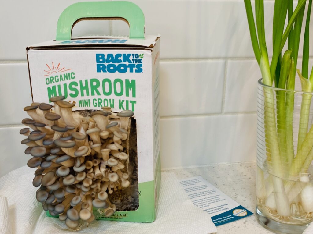 mushroom growing kit