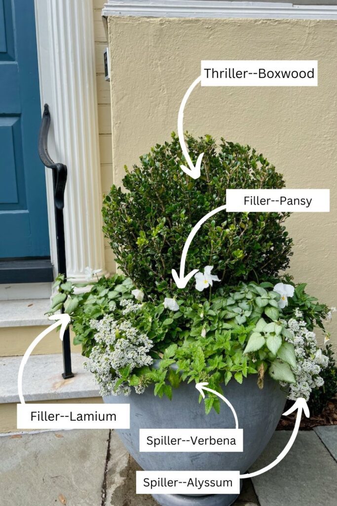 boxwood container garden