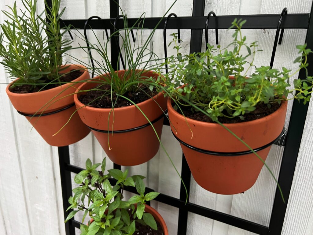 potted herbs