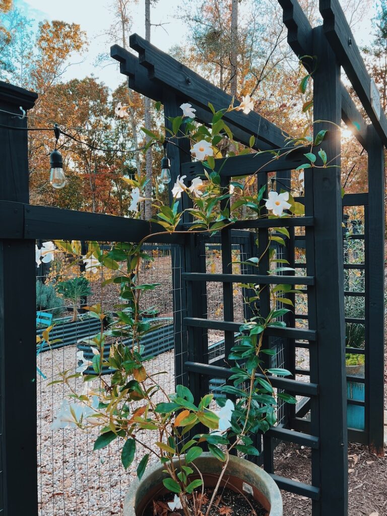 fall arbor