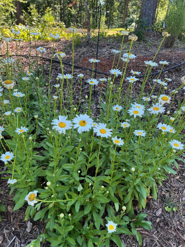 shasta daisies