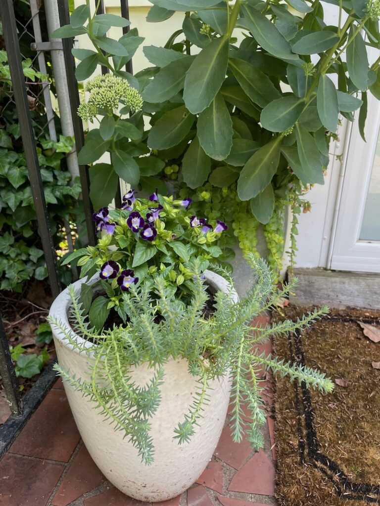 Vic's potted plants