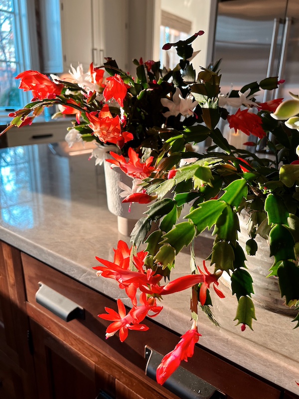 Christmas cactus