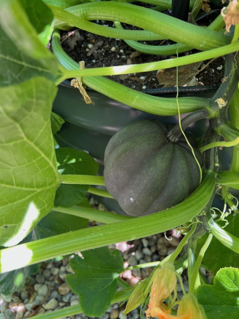 acorn squash