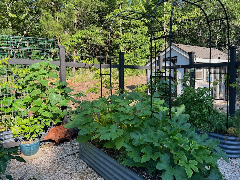 acorn squash plant