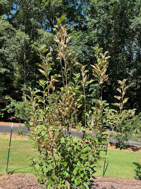 browned apple tree
