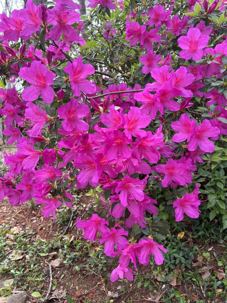 azalea hot pink