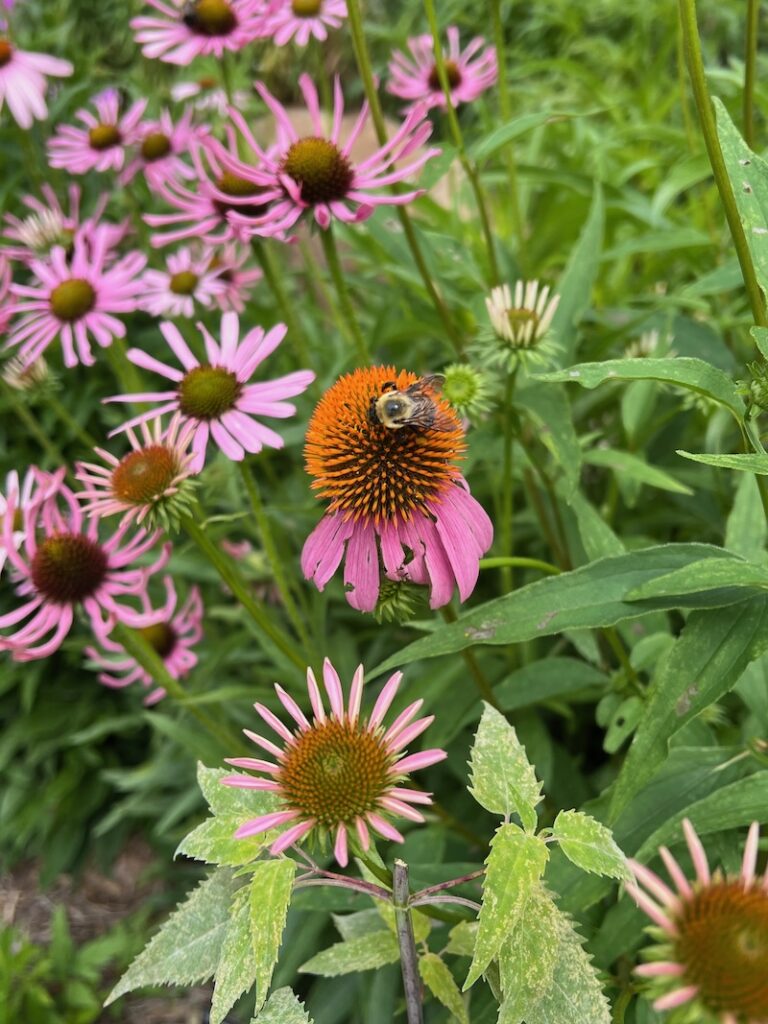coneflower bee