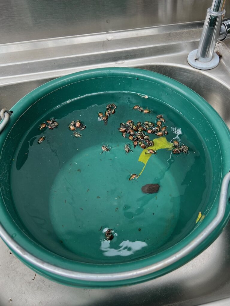 beetle bucket
