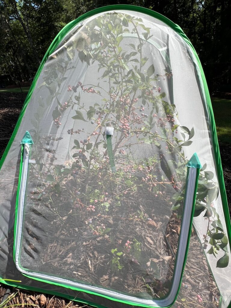 blueberry bush cover c