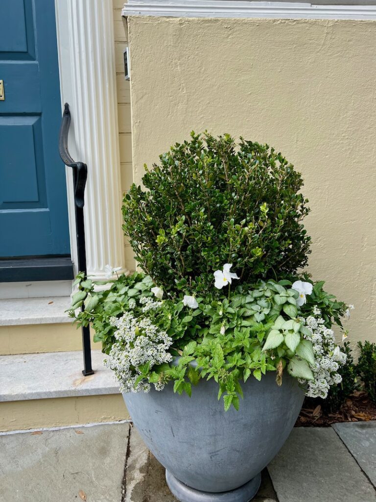 boxwood container
