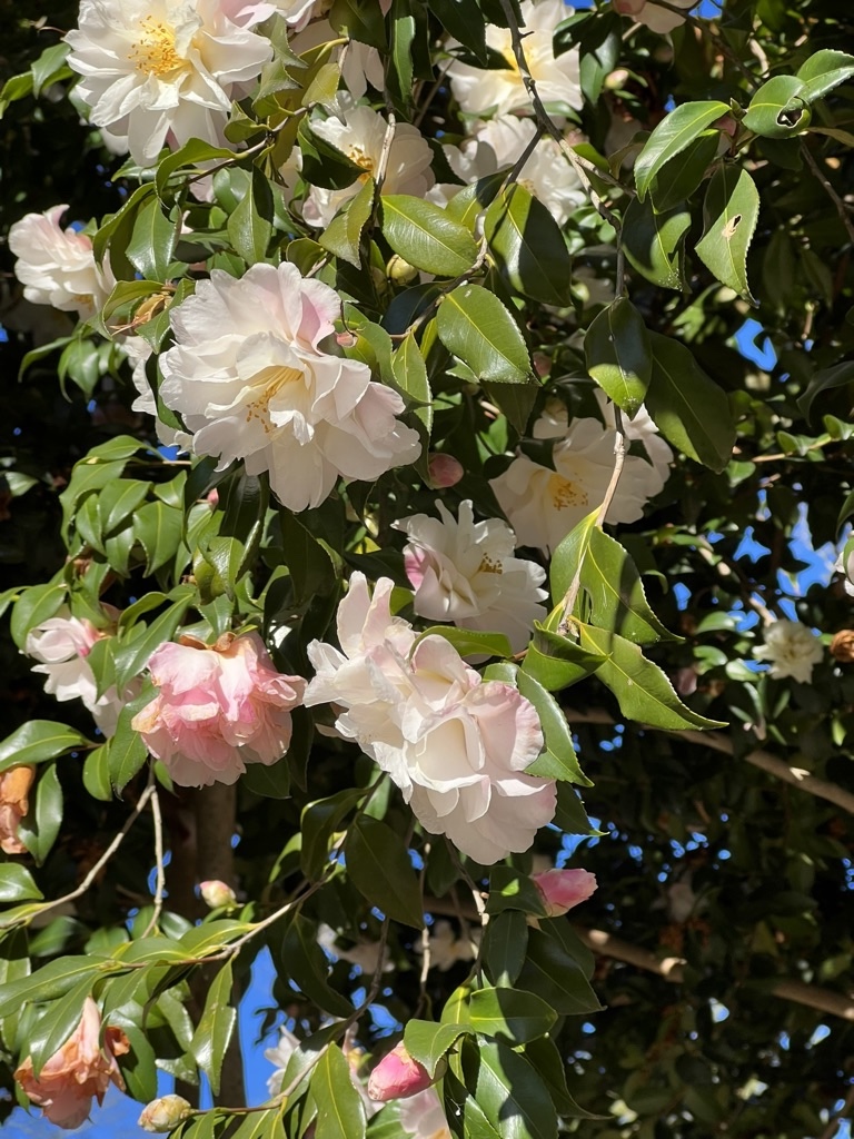 camellia
