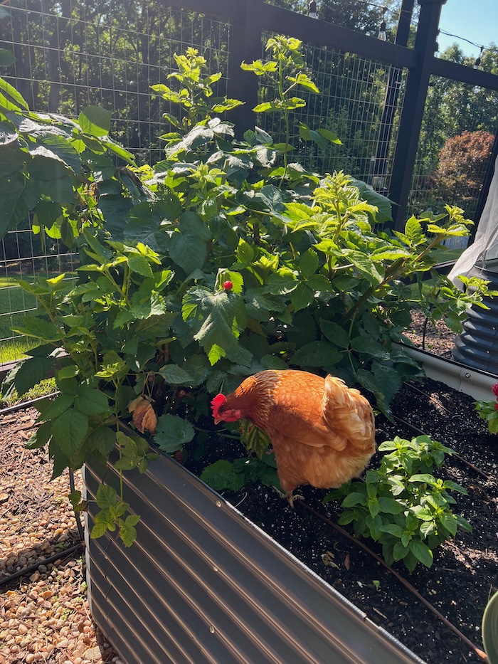 chicken beetle hunt
