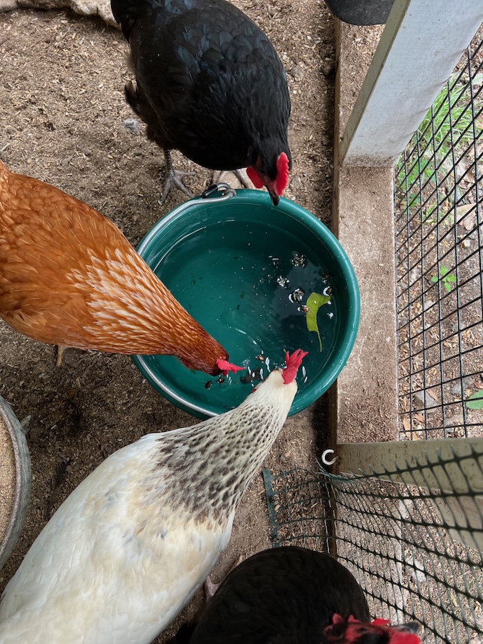 chickens bucket