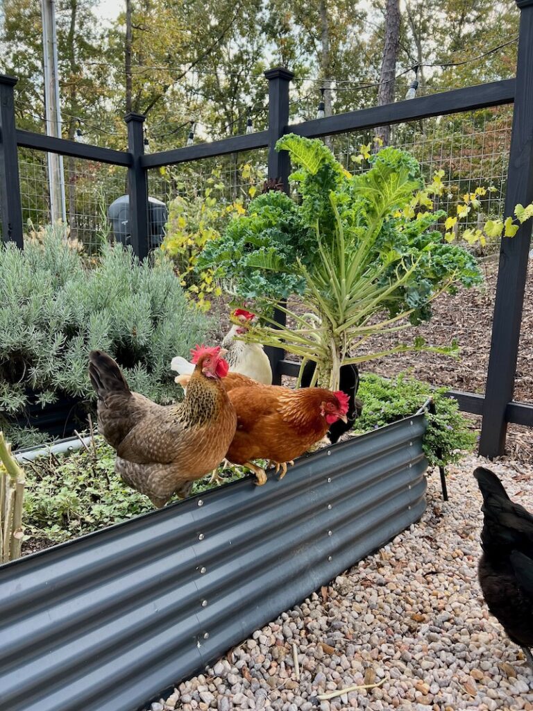 chickens in herb garden