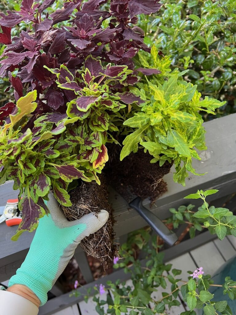 coleus plants