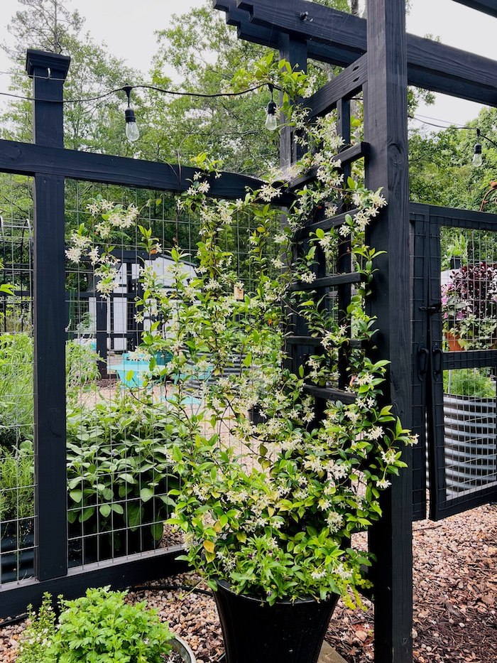 confederate jasmine