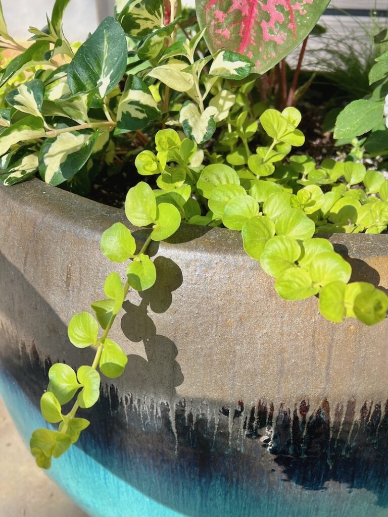 creeping jenny