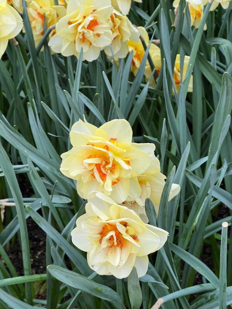 daffodils