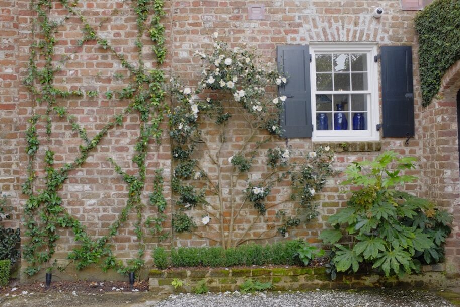 espalier boxwoods