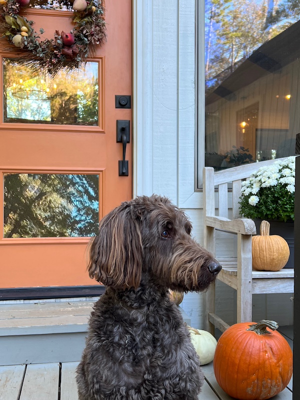 dog front door