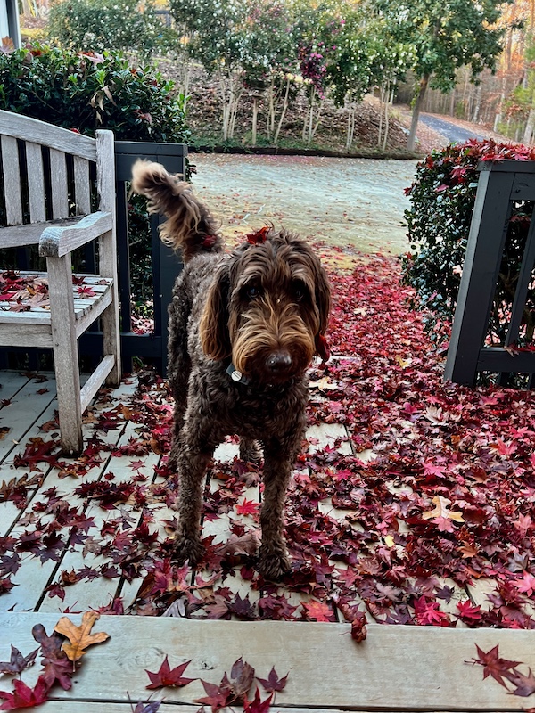 Eli in leaves