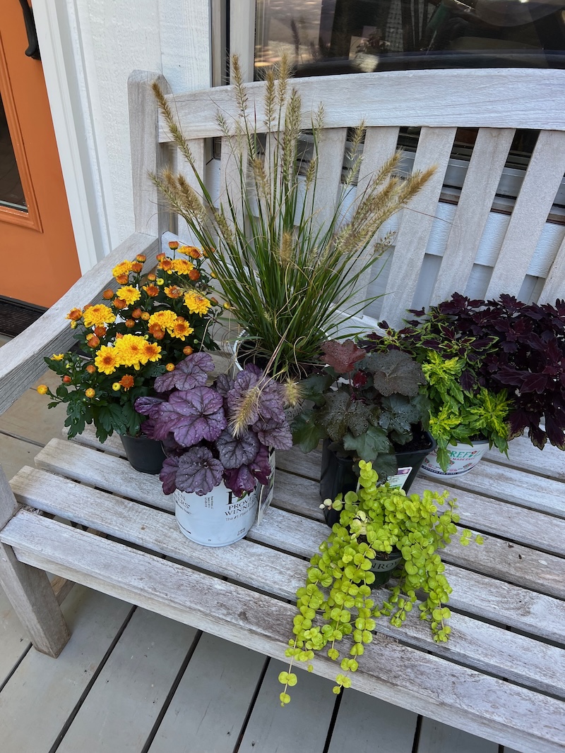 fall plants