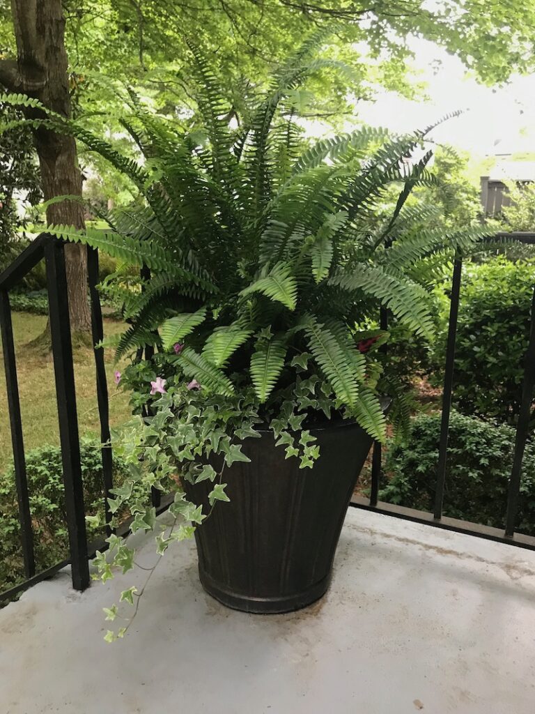 fern pot